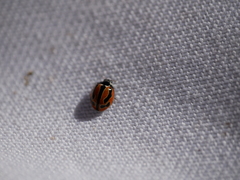Coccinella miranda