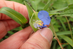 Commelina eckloniana