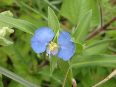 Commelina eckloniana