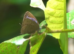 Arhopala eumolphus