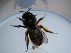 Andrena vulcana