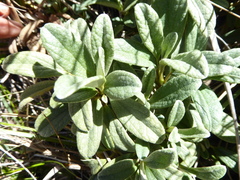 Brachyglottis revoluta