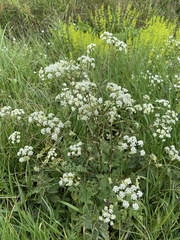 Anthriscus sylvestris