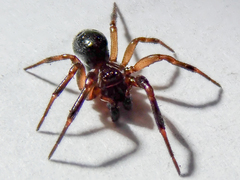 Enoplognatha thoracica