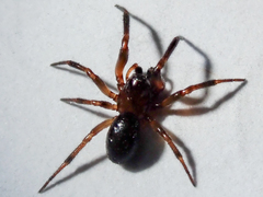 Enoplognatha thoracica