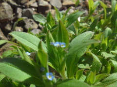 Myosotis sparsiflora