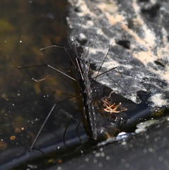 Hydrometra stagnorum