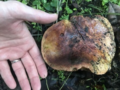 Boletus regineus