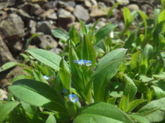 Myosotis sparsiflora