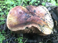Boletus regineus