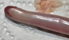 Afrotyphlops bibronii