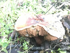 Boletus regineus