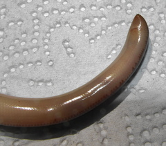 Afrotyphlops bibronii