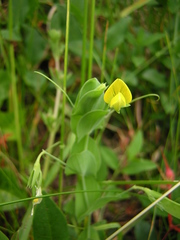 Lathyrus aphaca