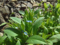 Myosotis sparsiflora