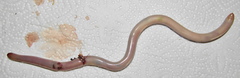 Afrotyphlops bibronii