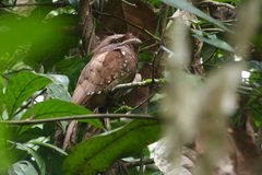 Batrachostomus moniliger