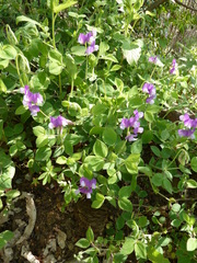 Lathyrus laxiflorus