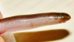 Afrotyphlops bibronii