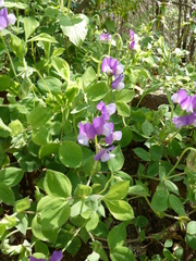 Lathyrus laxiflorus
