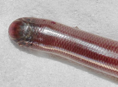 Afrotyphlops bibronii