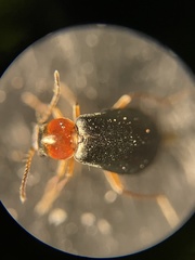 Hypebaeus bicolor