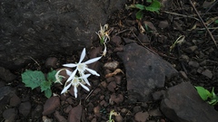Pancratium triflorum