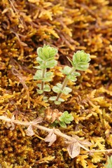 Cruciata glabra krylovii