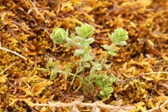 Cruciata glabra krylovii