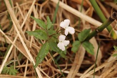 Cardamine altaica