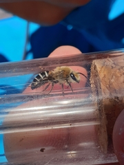 Colletes dimidiatus