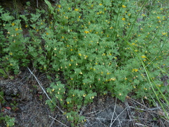 Lotus angustissimus
