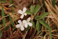Cardamine altaica