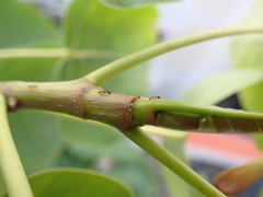 Trichomyrmex destructor