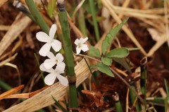 Cardamine altaica