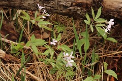Cardamine altaica