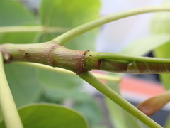 Trichomyrmex destructor