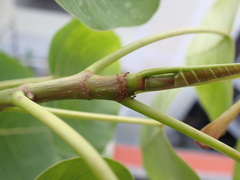 Trichomyrmex destructor