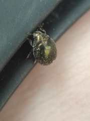 Lamprobyrrhulus nitidus