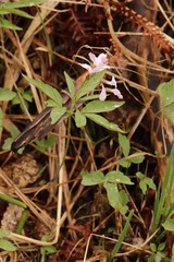 Cardamine altaica
