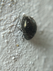 Lamprobyrrhulus nitidus