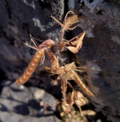 Ononis ornithopodioides