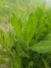 Dittrichia viscosa
