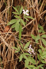 Cardamine altaica