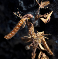 Ononis ornithopodioides