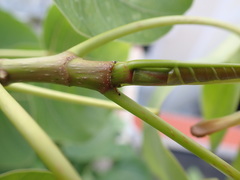 Trichomyrmex destructor