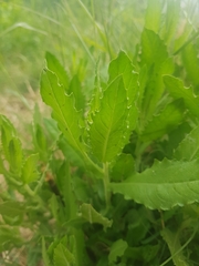 Dittrichia viscosa