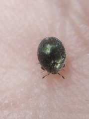 Lamprobyrrhulus nitidus