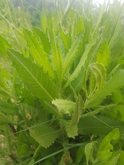 Dittrichia viscosa