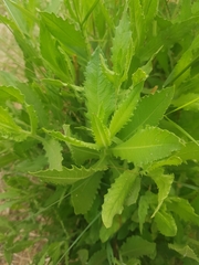 Dittrichia viscosa